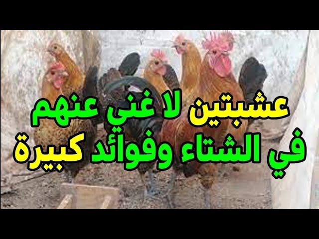 تربية دجاج البلدي فوائد الأعشاب لي دجاج في فصل الشتاء #مزرعه #تربية #دجاج_تركي