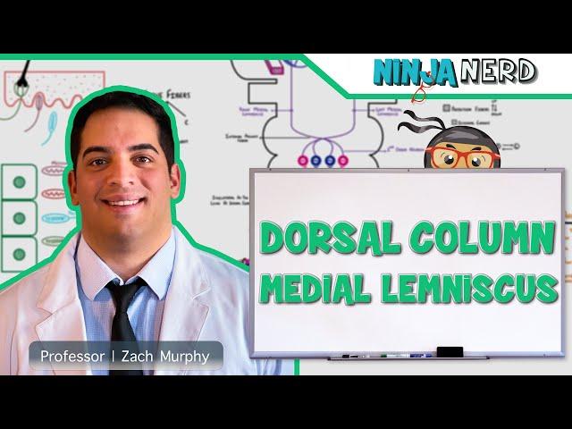 Ascending Tracts | Dorsal Column: Medial Lemniscus Pathway