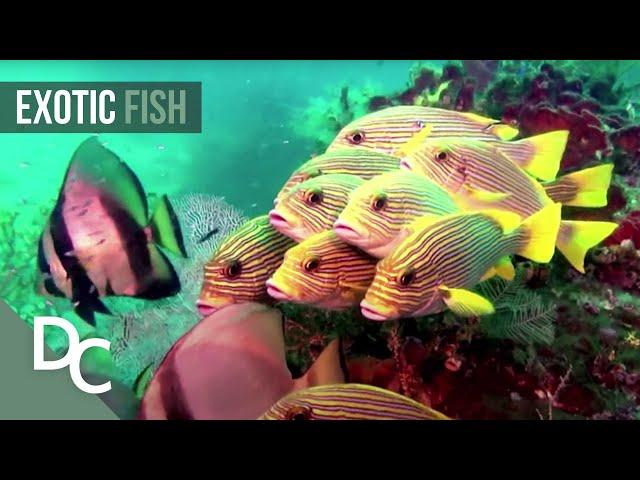 The Secret Underwater Paradise | Magical Reef: The Islands of the Four Kings | Documentary Central