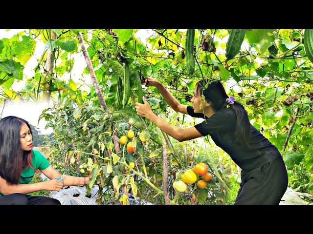 Masak Tomat Segar Hasil Panen di Kebun, di Olah jadi Sambal yang MANTAP