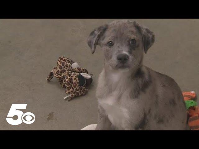 Oklahoma puppy's life hangs on hope as shelter raises funds for crucial surgery