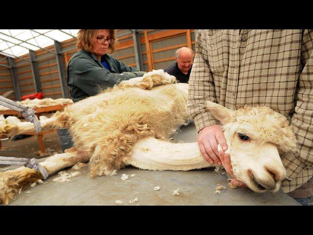 SURPRISED Alpaca Shearing Technique  - Alpaca Wool Processing in Factory - Harvesting Alpaca Fiber