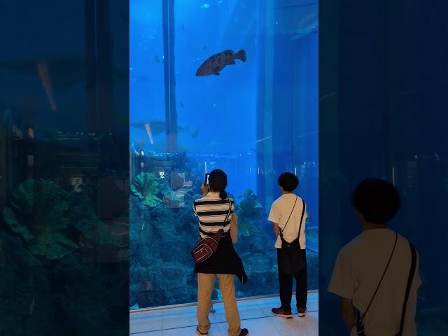 Dubai Aquarium: Underwater World in the Heart of Dubai #DubaiAquarium  #UnderwaterZoo #Dubai