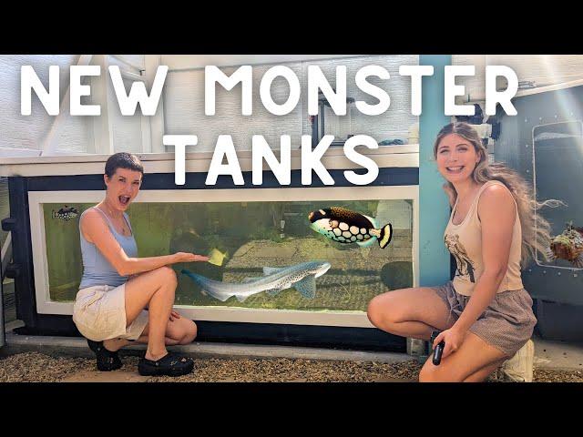 NEW MONSTER FISH Tanks at Atlas Aquarium!! (FULL TOUR)