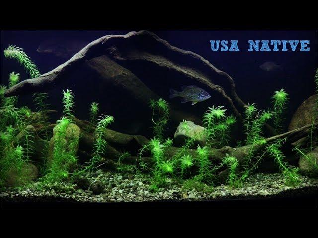 Creating My North American Native Fish Tank