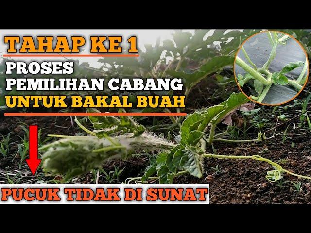 CARA PEMILIHAN CABANG SEMANGKA_YANG TIDAK DI SUNAT