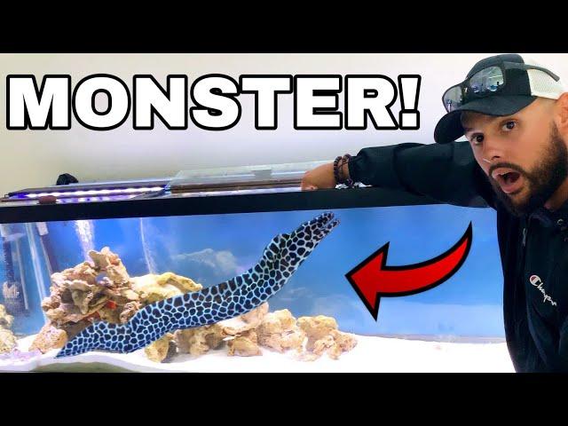 AQUARIUM SEA MONSTER PET CAUGHT EATING ON CAMERA!!