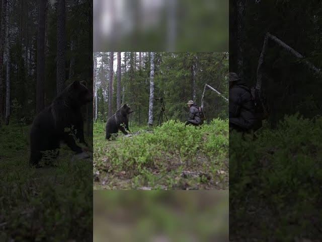 Meeting a bear in the forest