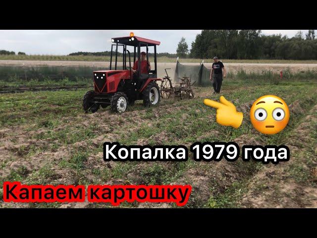 Копаем картошку польской копалкой на Мини тракторе из мотоблока Беларус 222