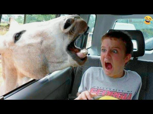 Funny ANIMALS videos Funniest CATS and DOGS 2024