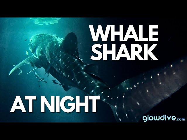 Whale Shark at night