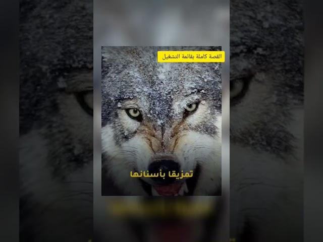 هذا المسافر أنقذ حياة ذئب متوحش .. وبعد سنوات طويلة عاد لنفس ا لمكان لتكون المفاجأة الكبرى الجزء2🟥