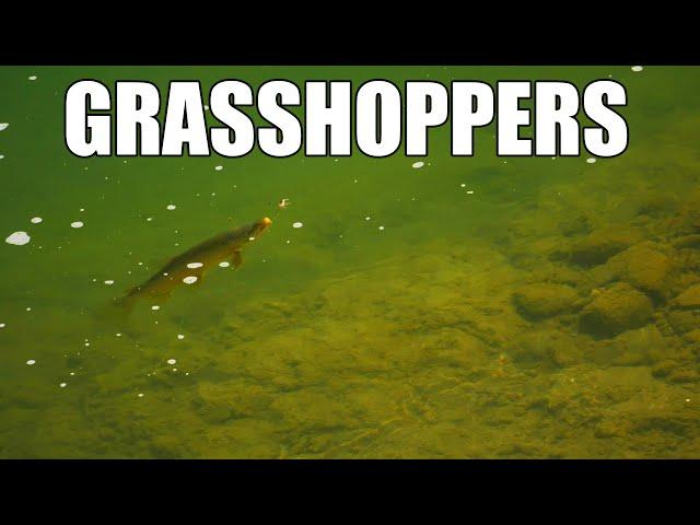 Grasshoppers on the Side - Fly Fishing BIG Grasshoppers for Big Brown Trout