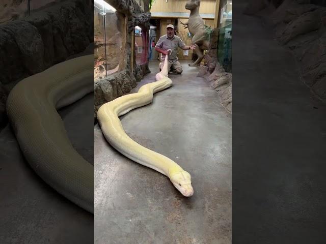 20ft reticulated python!