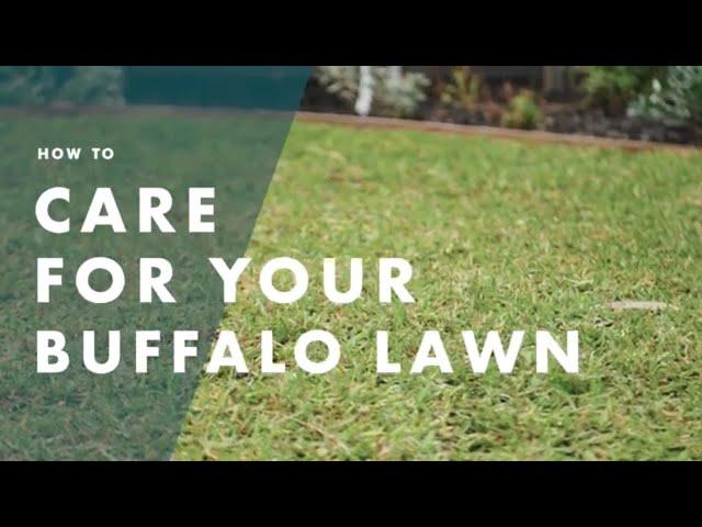 How To Care For Your Buffalo Lawn | Bunnings Warehouse