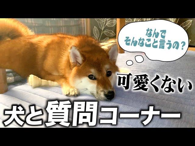 犬とNGなしで質問コーナーすると悪口が書かれました【アンチ噛み対応】【和風総分家】