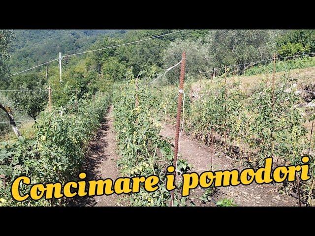 come si concimano i pomodori