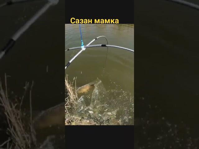 Трофейный сазан на паук подъёмник! #낚시 #рыбалка #carpfishing #fish