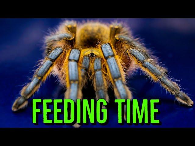 Feeding FAST Spiders & Tarantulas!