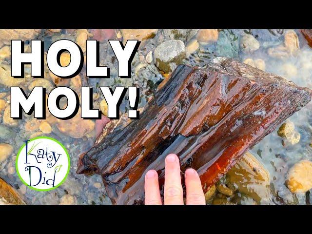 Creek Rockhounding for INCREDIBLE Petrified Wood and Agate