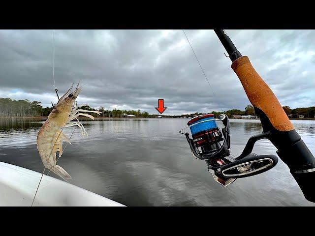 Fishing a Live! Shrimp in this Popular River and Caught a Giant! [EPIC Results]