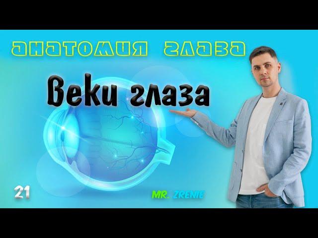 Веки | строение глаза анатомия