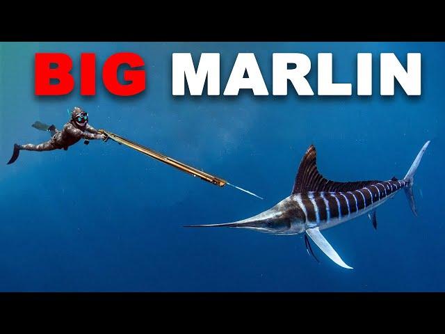 Spearfishing Marlin & Fighting AGGRESSIVE Sharks