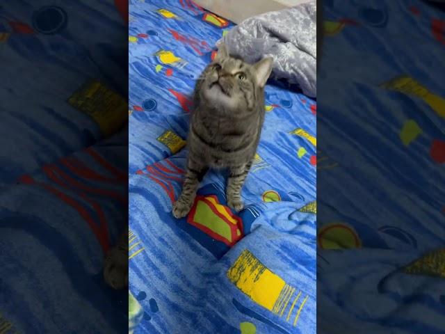 #позитив #юмор #cat #pets #прикол