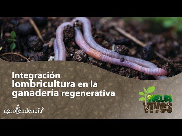 Integración de la lombricultura en la ganadería regenerativa 🪱 Suelos Vivos