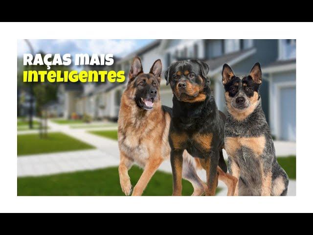 RAÇAS DE CÃES MAIS INTELIGENTES - Cinobras TV - Tudo sobre Cinofilia.