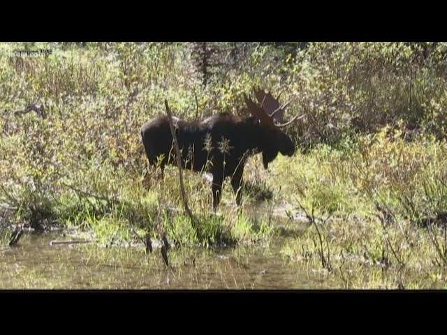 Moose population declining in North Idaho