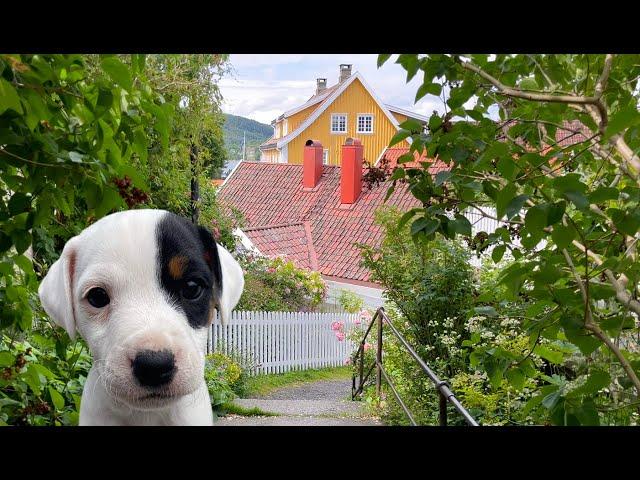 Summer puppy / Nordic slow living / Silent vlog Oslo + Drøbak
