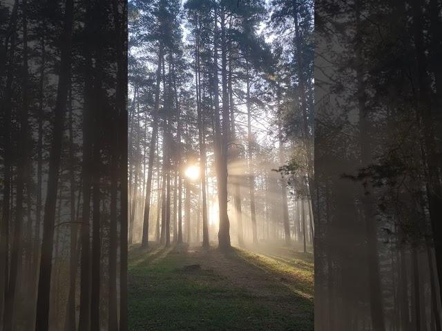 A magical forest. The rays of the sun are breaking through the mist.