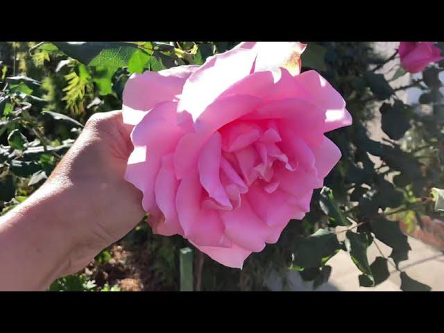 11/23/2021 bewitched tree rose -this is 4th bloom this year-zone10a