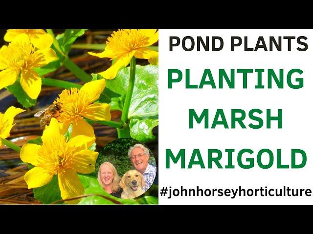 HOW TO PLANT MARGINAL POND PLANTS - PLANTING MARSH MARIGOLD