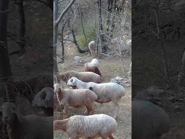 Herd of sheep & Donkey passing through mountains | Mountain Village | Nature Buddies #youtubeshorts