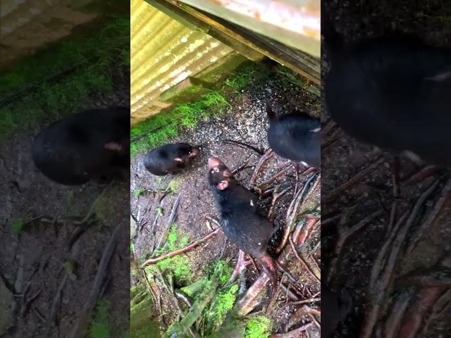 Devils in Tasmania #shorts #tasmaniandevil