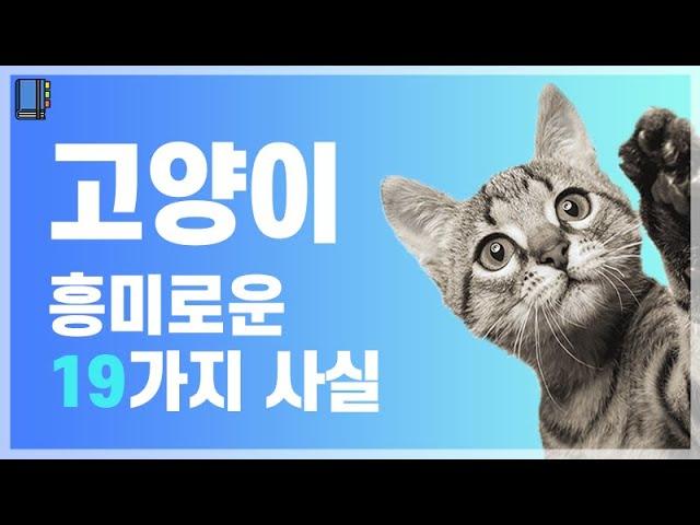 고양이의 흥미로운 19가지 사실들