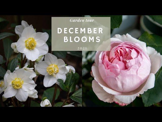 December GARDEN TOUR (you won't believe what's blooming now) + anti-SQUIRRELS protection for Tulips