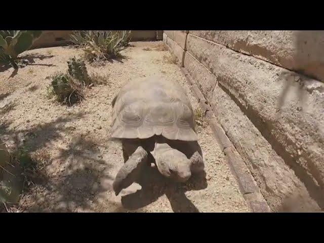 Arizona officials offering captive tortoises up for adoption