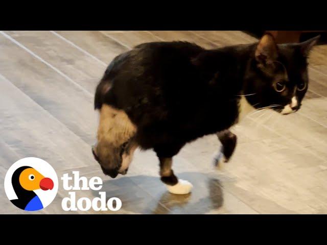 Two-Legged Cat Can't Stop Zooming | The Dodo