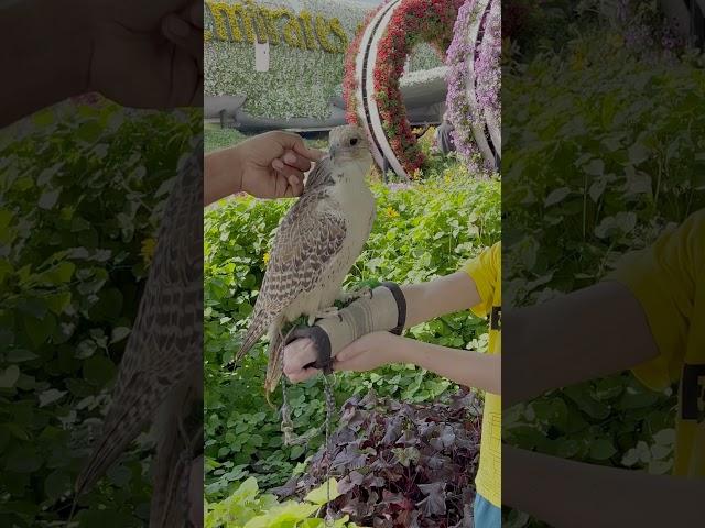 What happened with Bogdan in Miracle Garden, Dubai?