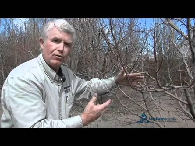 How to Prune Apple vs. Peach Trees