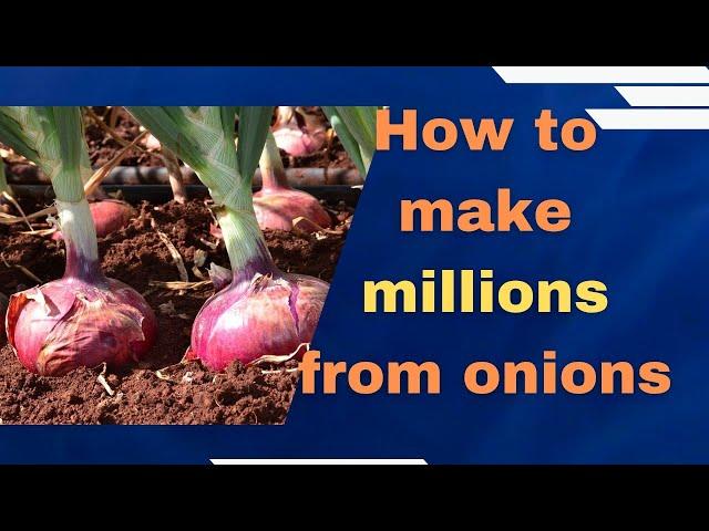 Onion farming in Kenya; How to grow the best most marketable bulb onions in 2023