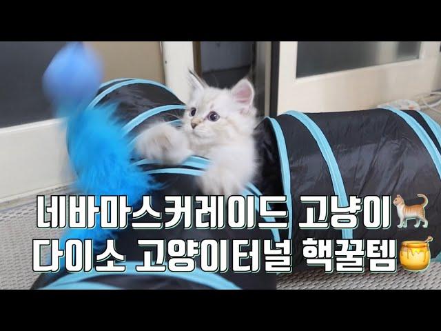 ENG) 네바마스커레이드 고양이 터널 다이소 핵꿀템