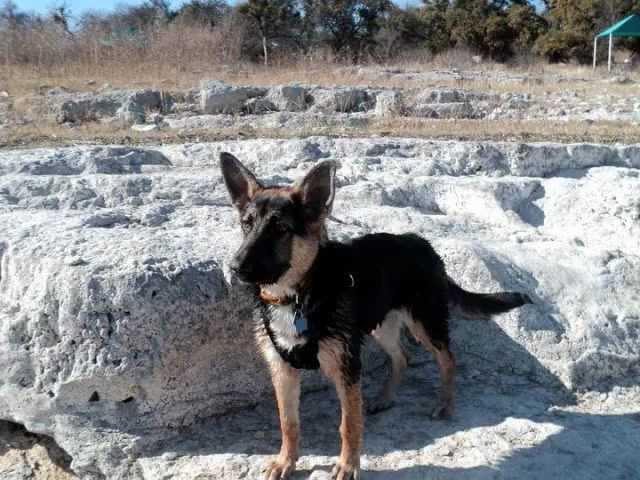 German shepherd Sage growing up