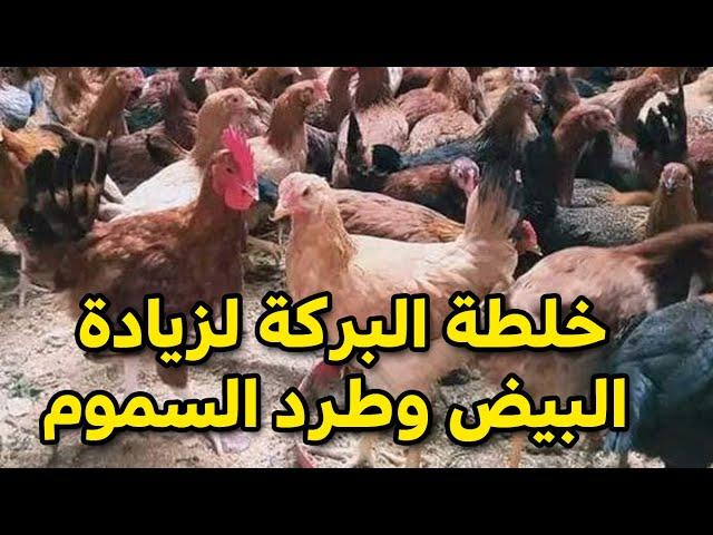 خلطة البركة لزيادة البيض وطرد السموم هتلاقي صحة الدجاج ممتازة وعرف احمر وخصوبة دائمة #طيور_فوق_السطح