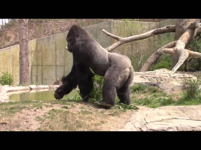 Silverback Gorillas at Omaha Zoo