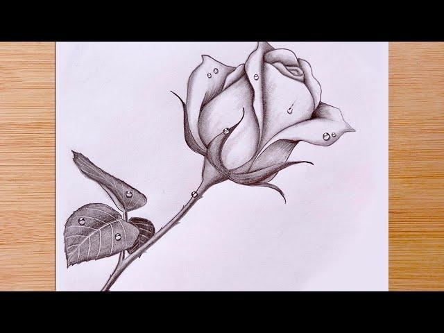 How To Draw a Rose with Water Drops  - Pencil Sketch