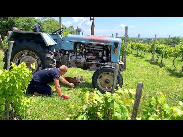 Rescue of Abandoned Pit Bull Enters Vineyard to Ask Man for Help